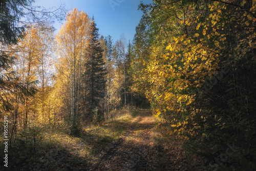 path in sunny autumn forest © smolskyevgeny