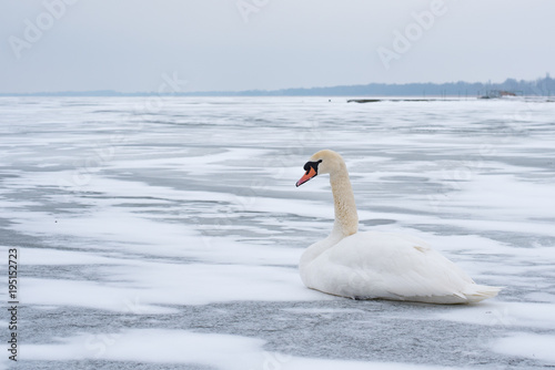 Swan in the abandoned frozen lake Balaton. Extreme weather in Hungary in March 2018.