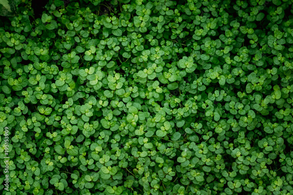 Green Leaves Of Soleirolia Soleirolii In Botanical Garden. Natural Background Green Leaves Of Soleirolia Soleirolii In Botanical Garden. Natural Background