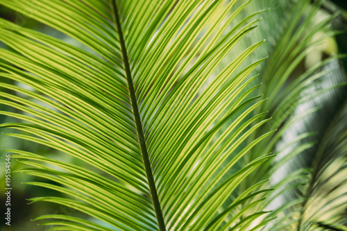 Green Leaves Of Cycas Revoluta In Botanical Garden