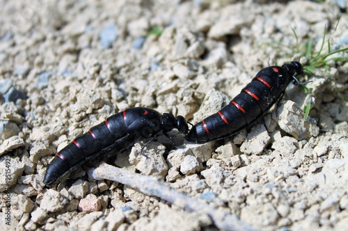 schwarz rote ölkäfer mit großem hinterleib am boden krabbelnd/käfer bei der nahrungsaufnahme, vor der paarung/giftige insekten in spanien, europa