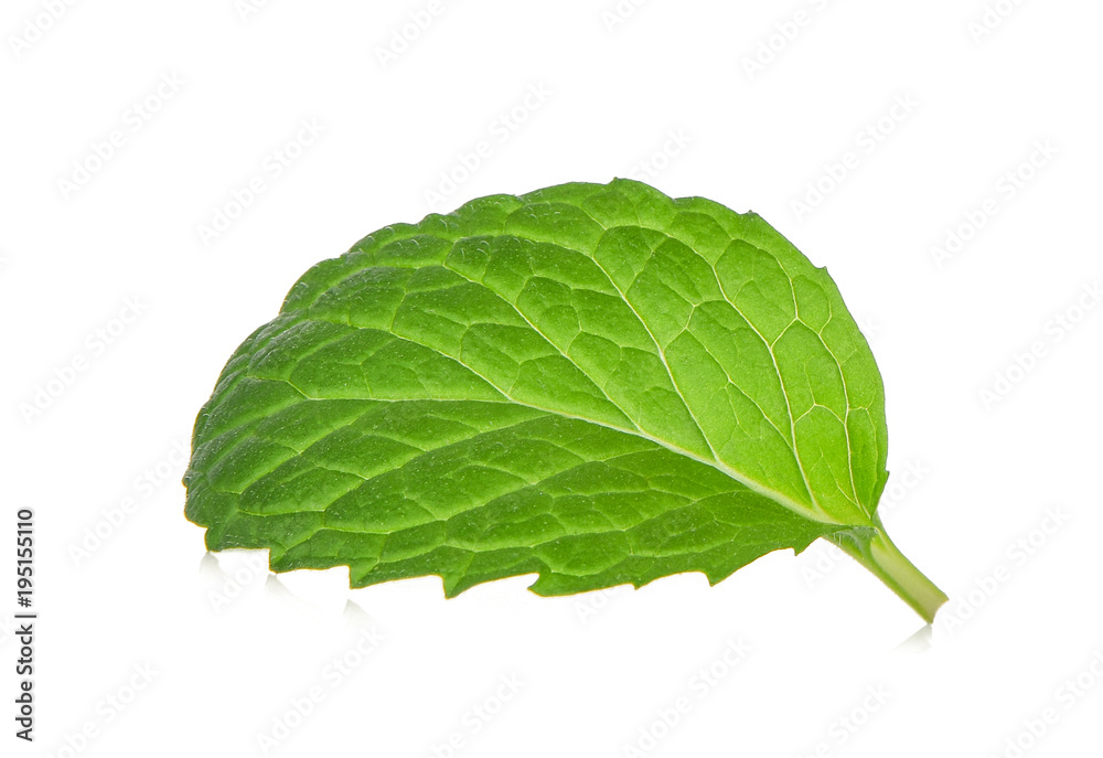 Obraz premium single fresh mint leaf isolated on white background