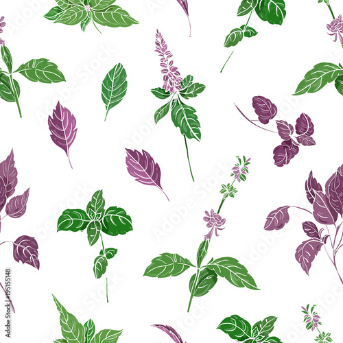 Seamless pattern with green an purple basil leaves and inflorescences hand drawn on white background. Backdrop with plant cultivated for culinary use. Beautiful vector illustration for fabric print.