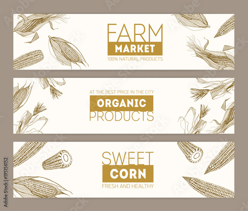 Set of horizontal banners with realistic cobs of sweet corn or corncobs hand ...