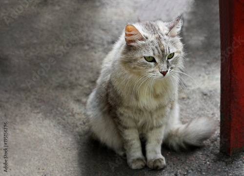 The cat near the post.