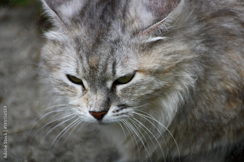 Portrait of a gray cat.