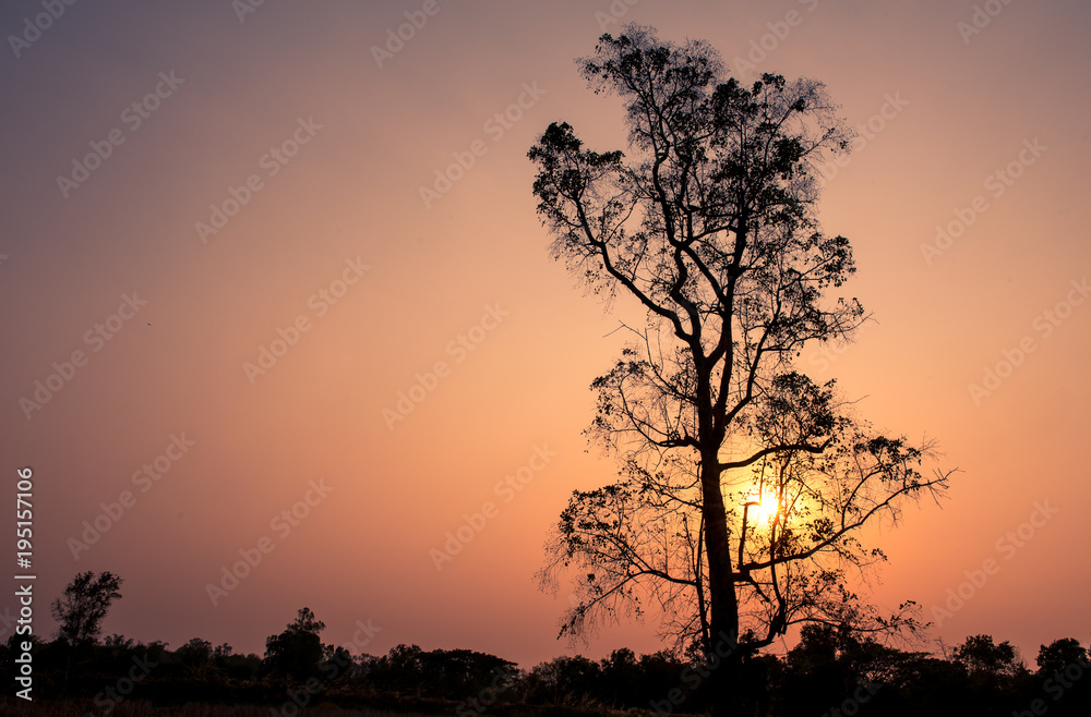 tree and branch with sunset,silhouette background.