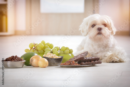 Fototapeta Naklejka Na Ścianę i Meble -  Little dog and food toxic to him