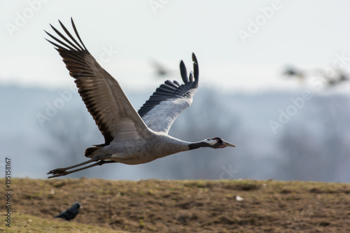 Common crane dancing in Sweden