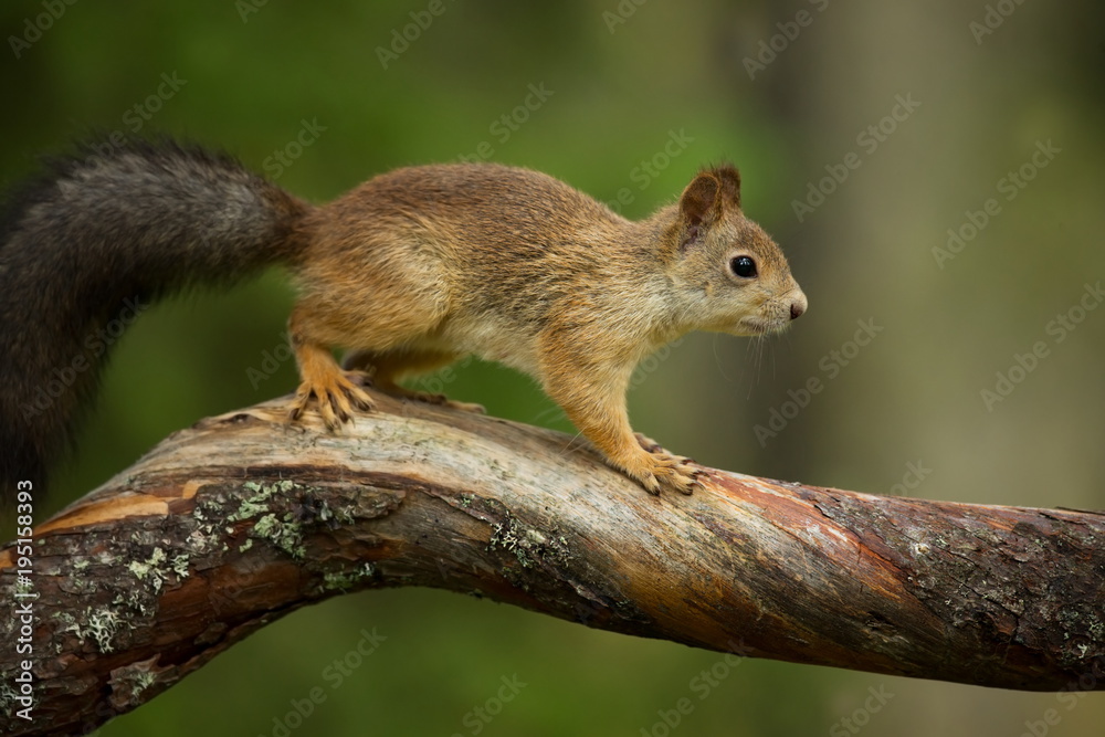 Squirrel from Finland. Finnish nature. Beautiful Scandinavian nature. Wild nature. Beautiful picture. European nature. Free nature.