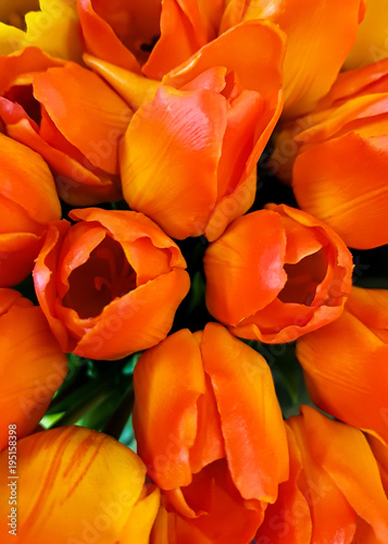 AMSTERDAM  Feb 2018 - Bunches of Tulips in closeup  orange  yellow