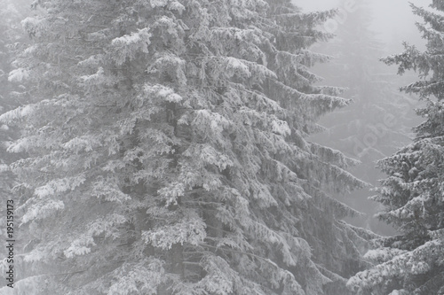 horizontal background of detail of snow covered forest in winter