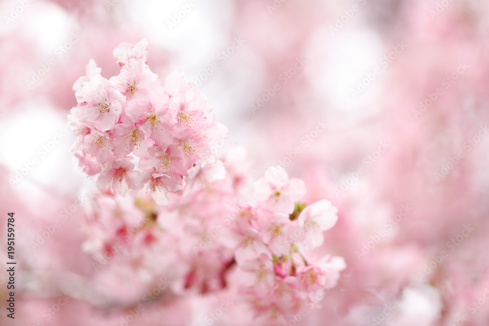 河津桜