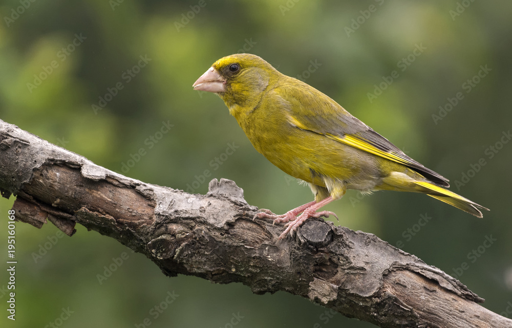 Greenfinch Greenfinch
