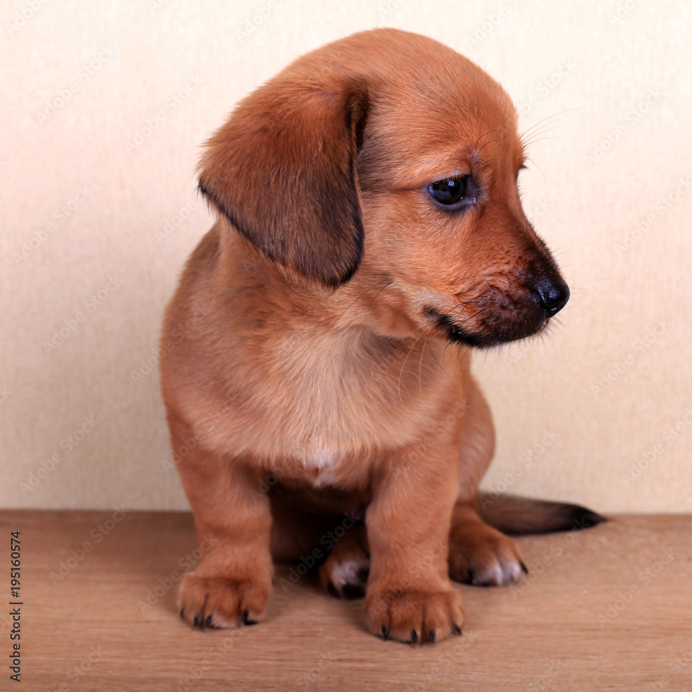 beautiful puppy of a dachshund