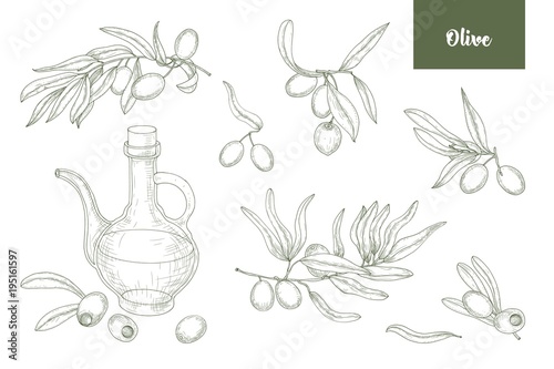 Bundle of olive tree branches with leaves, fruits or drupes and extra virgin oil in glass pitcher hand drawn with contour lines on white background. Detailed drawings. Monochrome vector illustration.