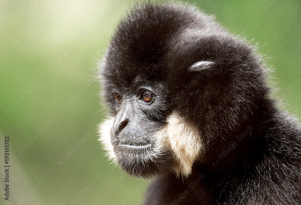 Fototapeta premium primate gibbon (Nomascus gabriellae)