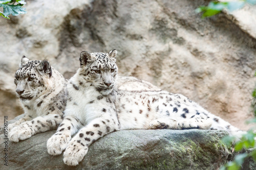 cat snow leopard - Irbis, Uncia uncia