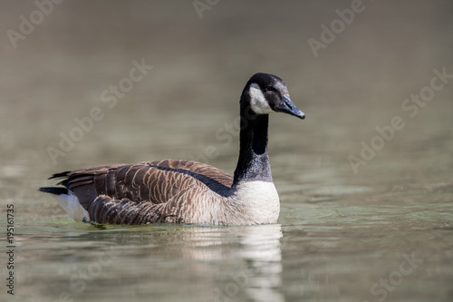 Canada Goose