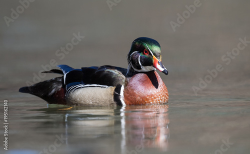 Canvas Print Wood Duck