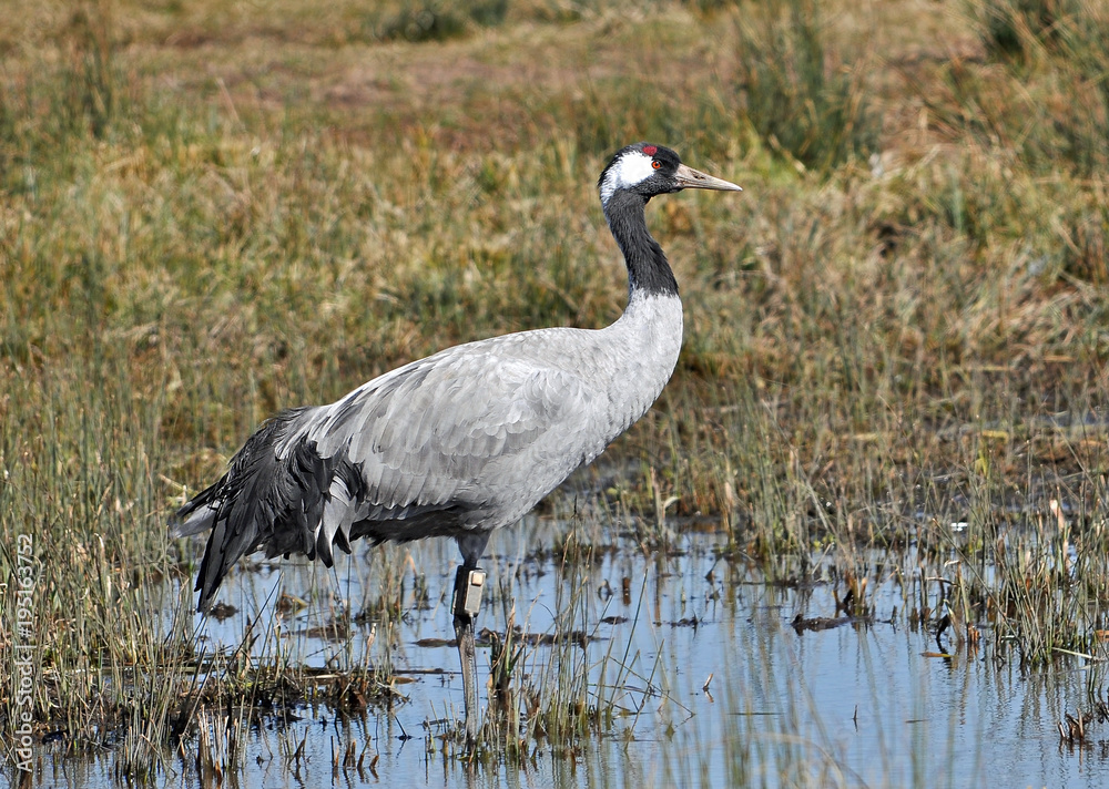 Common Crane