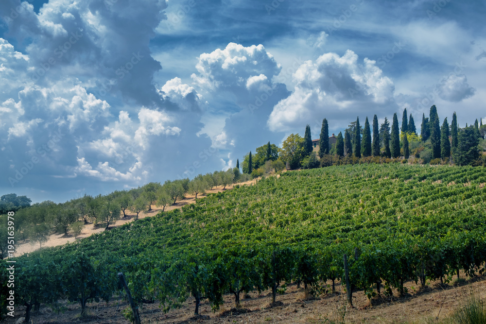 Summer landscape in the Chianti region (Tuscany)