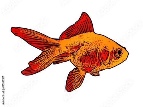 gold fish illustration - vector