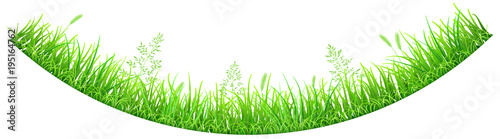 Green grass and spikelets in the shape of an inverted arc on white background