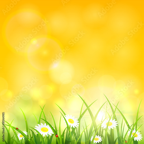 Morning natural background with grass