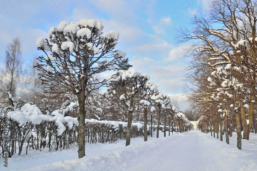 Alley in the city park in winter Alley in the city park in winter