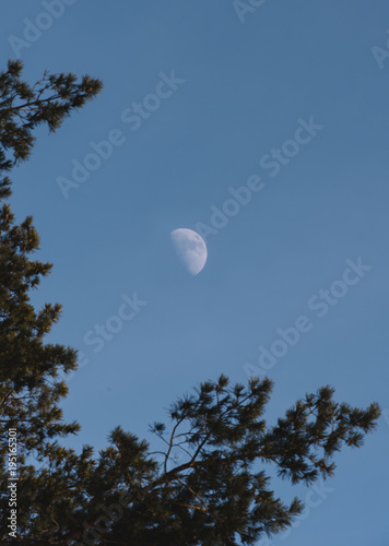 Moon showing up in the blue sky behind trees