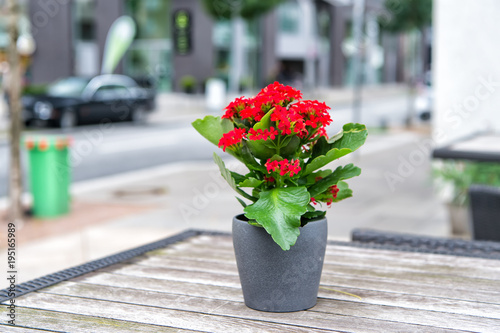 Flower blossoming in pot on table outdoor in Hamburg, Germany