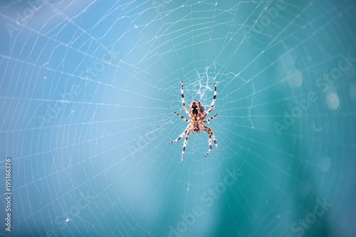 Spider spinning web in nature on blurred blue background