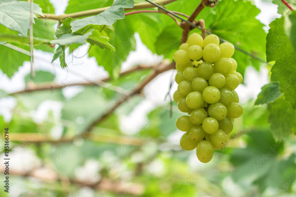 Large bunch of red wine grapes hang from a vine with green leaves. Large bunch of red wine grapes hang from a vine with green leaves.