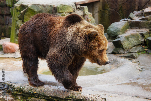 Big brown bear in a zoo on an artificial rock.