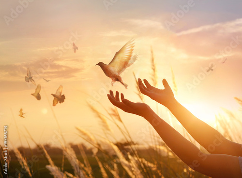Billede på lærred Woman praying and free the birds to*) nature on sunset background, hope concept