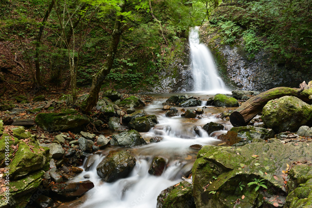 Fototapeta premium 竜化の滝