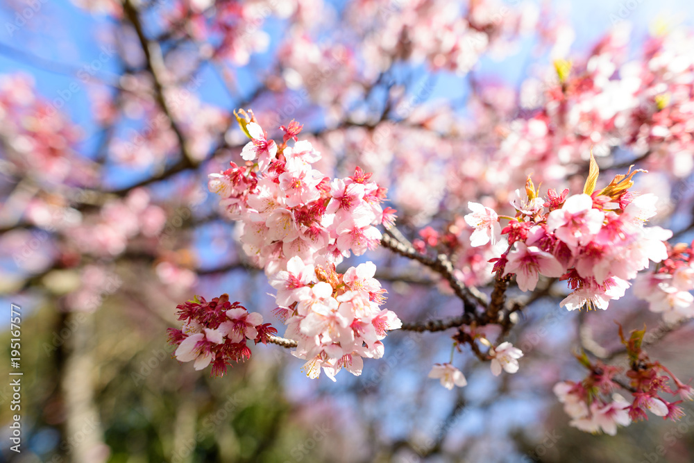 早春の寒桜