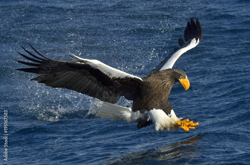 Steller's sea eagle fishing. Adult Steller's sea eagle (Haliaeetus pelagicus).