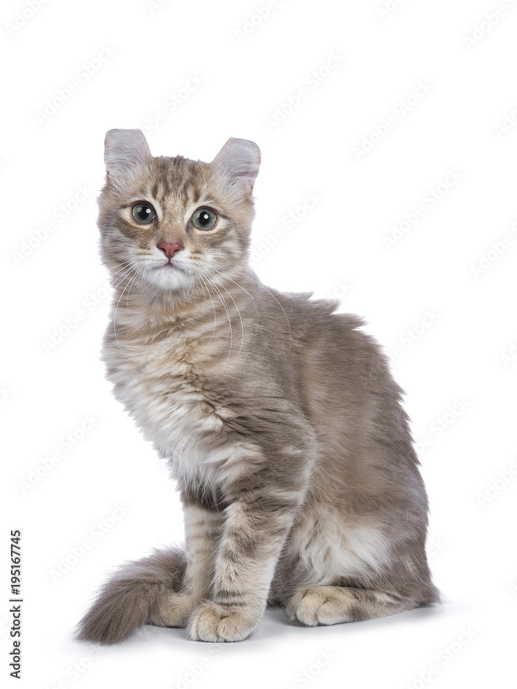Lilac blotched tabby American Curl cat / kitten sitting side ways looking straight to the camera isolated on white background.