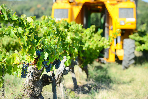 Tableau sur toile grapes harvesting mechanical machine vehicle in a vineyard during harvest wine s