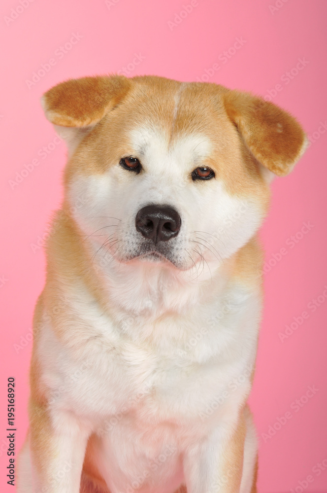 Akita Inu auf pinkem Hintergrund Akita Inu auf pinkem Hintergrund