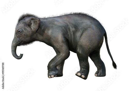 3D Rendering Indian Elephant Baby on White