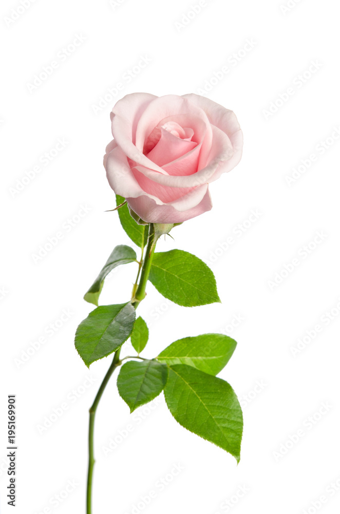 Fototapeta premium beautiful single pink rose isolated on white background