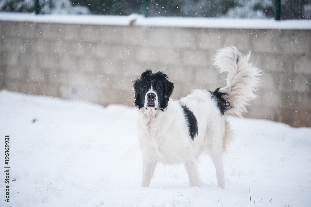 landseer in the snow winter white playing pure breed