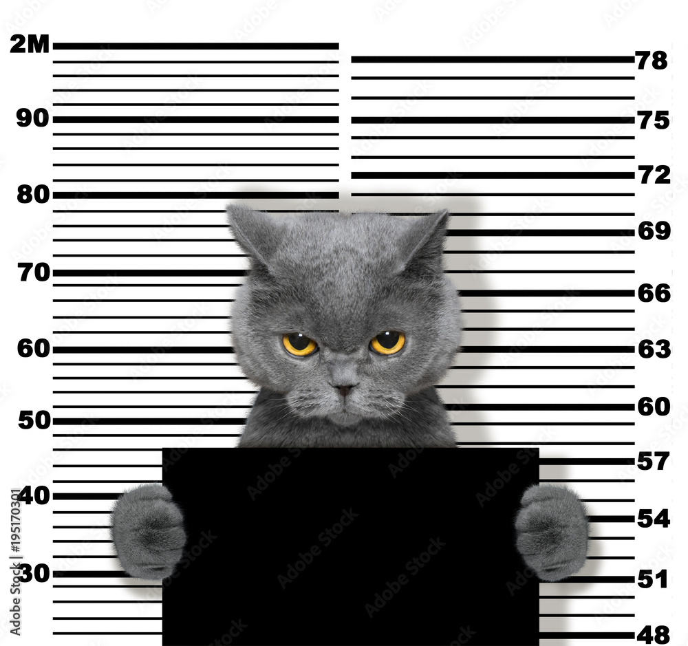 Obraz premium Zły kot na posterunku policji. Zdjęcie na białym tle