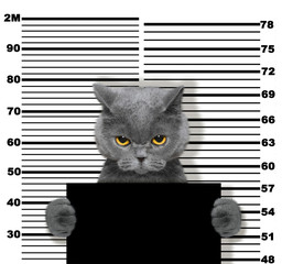 Bad cat at the police station. Photo on white