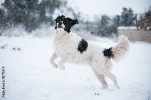 landseer in the snow winter white playing pure breed © noemie