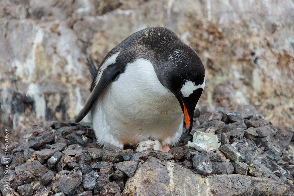 Naklejka premium Gentoo penguin with egg in nest