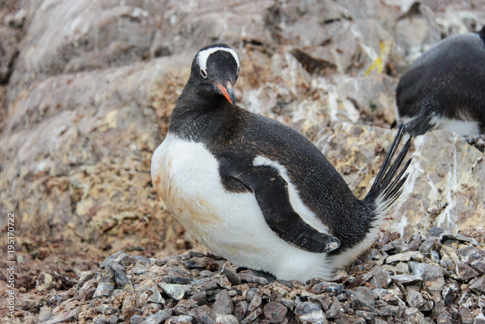 Fototapeta premium Gentoo penguin with in nest